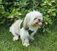 American River Solid Ultra Choke Free Dog Harness