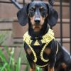 American River Choke Free Dog Harness Polka Dot Collection