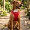 American River Choke Free Dog Harness Polka Dot Collection