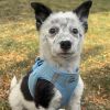 American River Solid Ultra Choke Free Dog Harness