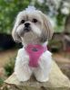 American River Solid Ultra Choke Free Dog Harness
