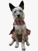 Patriotic Dog Dress with Matching Leash