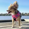 Venture Paw Pull Control Dog Harness